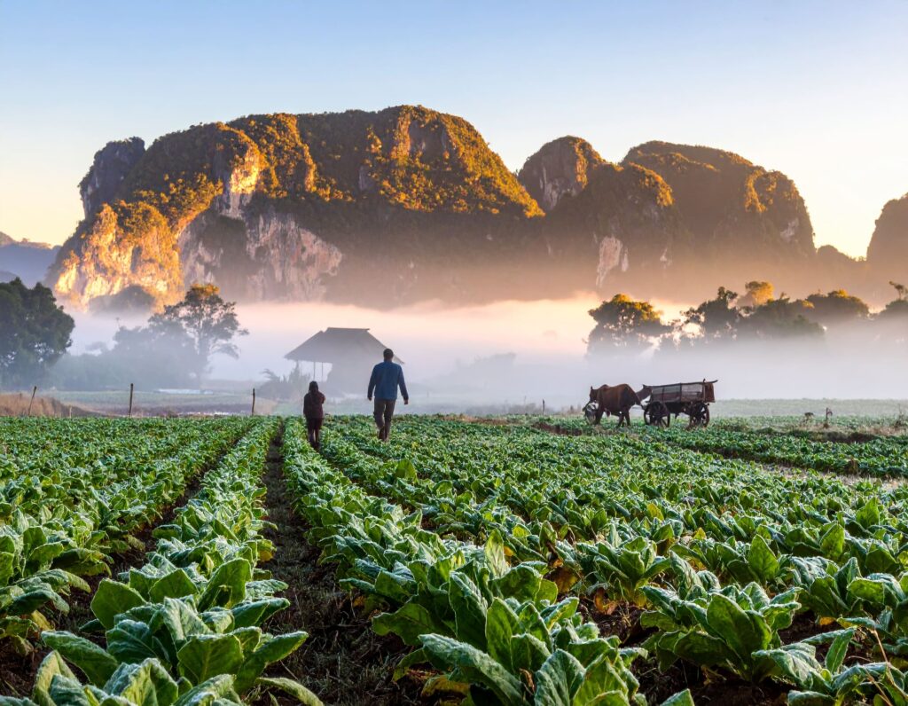 Tabakfeld und Kalkfelsen im nebeligen Morgengrauen des Viñales-Tals.