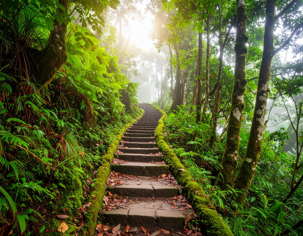 Verschlungener Wanderweg durch dichten Regenwald am Mount Scenery auf Saba im Morgengrauen.