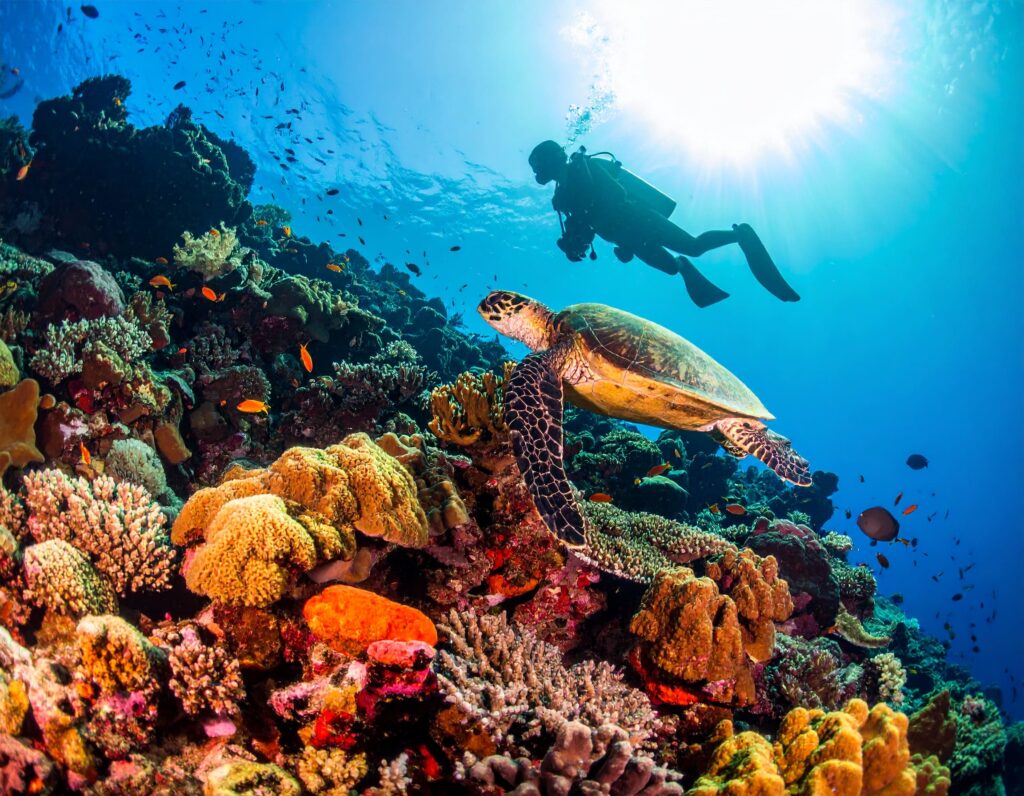 Farbenprächtiges Riff mit Taucher und Schildkröte beim Saba Marine Park.