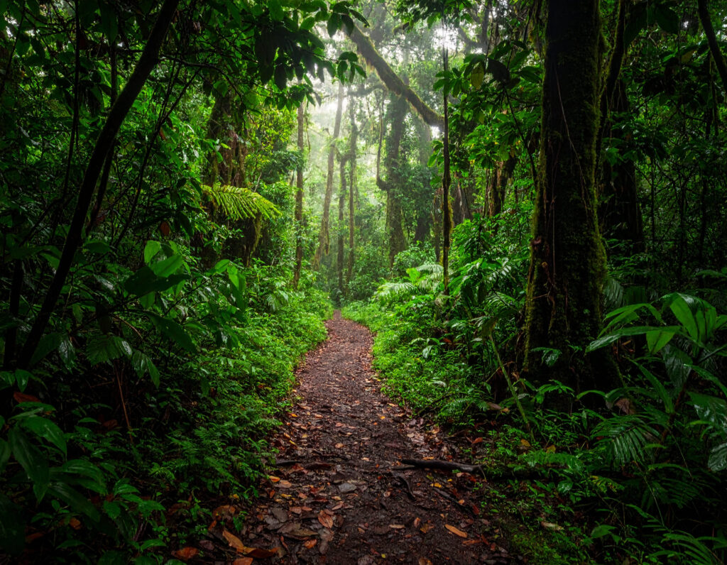 Wanderpfad im dichten grünen Regenwald von Tobago am Morgen.