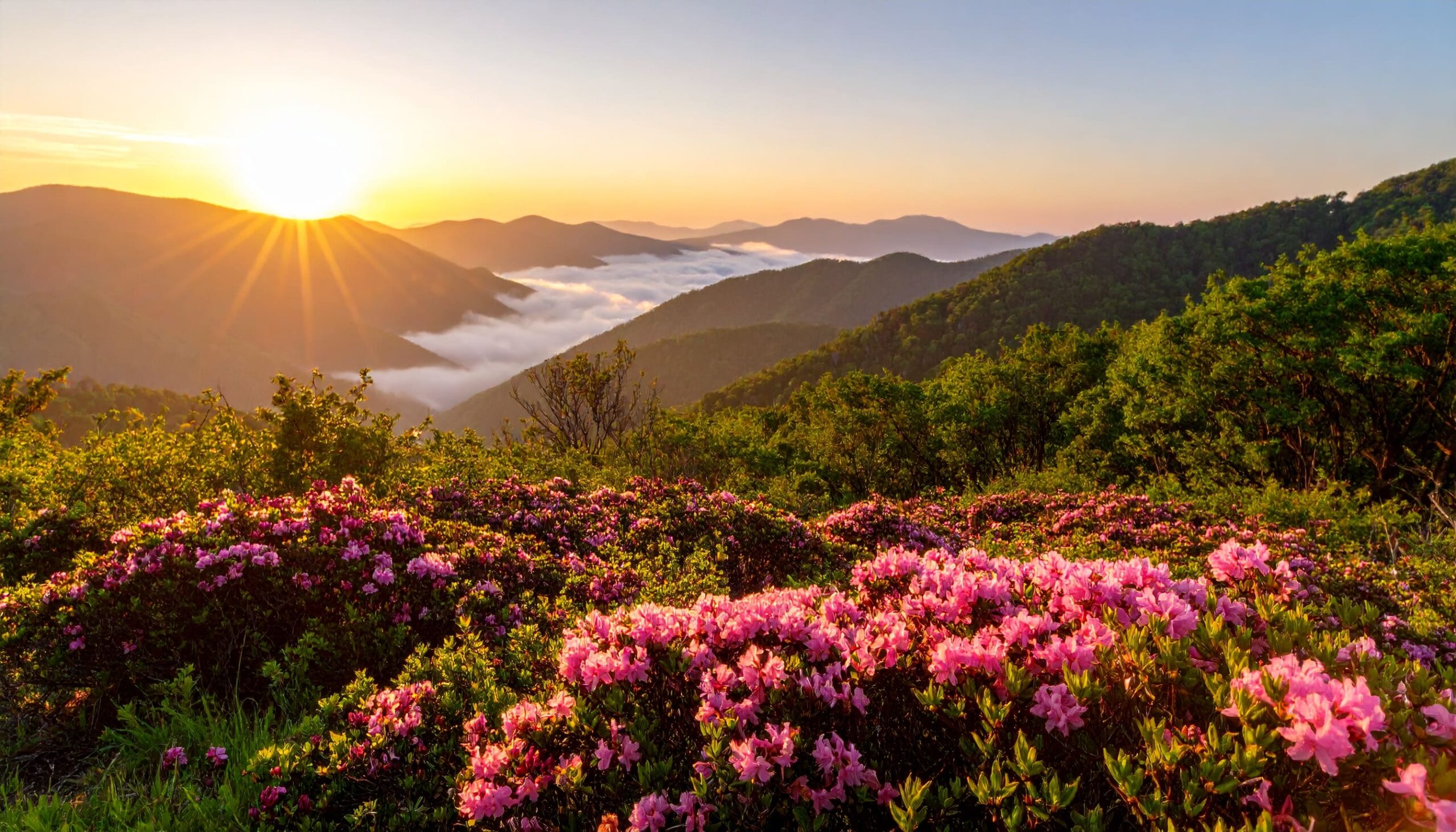 Sonnenaufgang über den Blue Ridge Mountains mit Nebel und Rhododendren