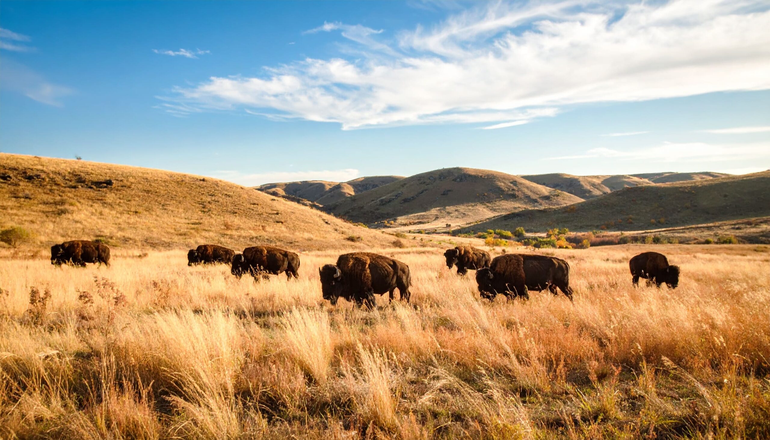 Weitwinkelaufnahme der goldenen Prärie Oklahomas mit Bisons und weitem Himmel bei Sonnenaufgang