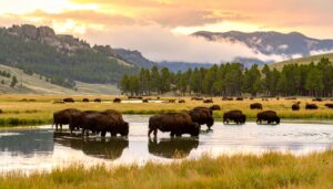 Bisonherde an einem See in der goldenen Prärie von South Dakota mit den Black Hills im Hintergrund.