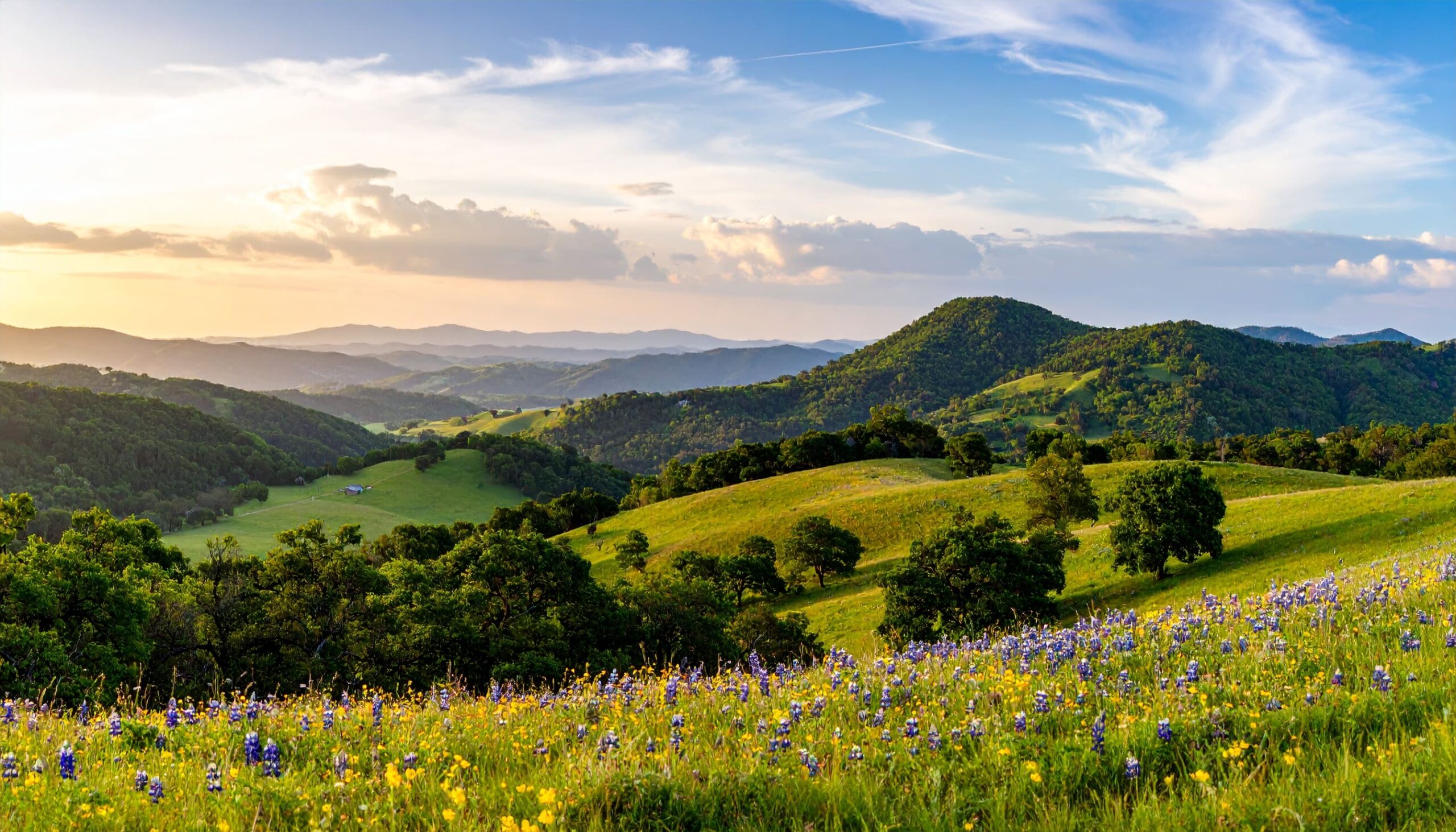 Blumenübersäte Hügel mit Eichen und Ranch im texanischen Hill Country bei Sonnenuntergang