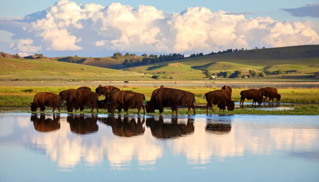 Antelope Island mit grasenden Bisons am Great Salt Lake, ruhige Wasserfläche und Hügel.