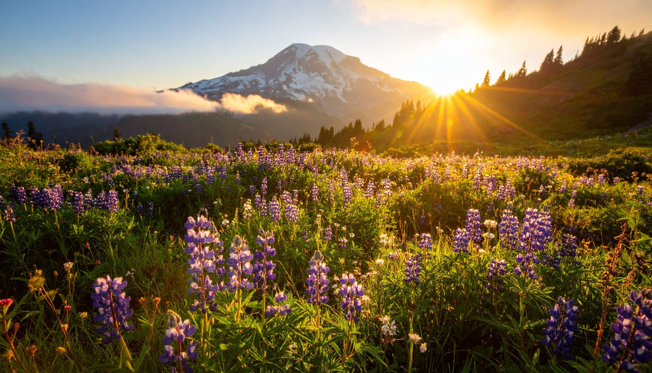 Sonnenaufgang über Mount Rainier und bunter Wildblumenwiese im Washington State
