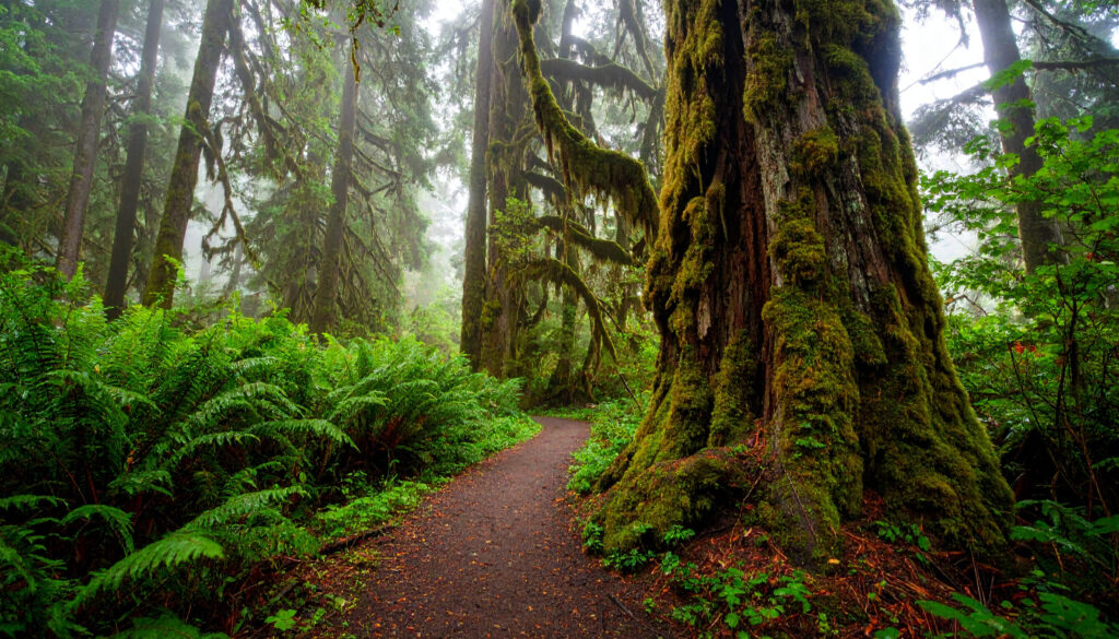 Mystischer Pfad im Hoh Rain Forest bei Morgendunst, sattes Grün und moosbedeckte Bäume