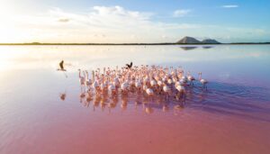 Rosa Flamingos in einer Salzlagune auf Bonaire in der Karibik bei Sonnenuntergang, mit spiegelndem Wasser und Salzbergen im Hintergrund.